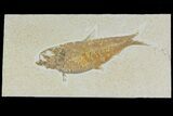 Detailed Fossil Fish (Knightia) - Wyoming #177364-1